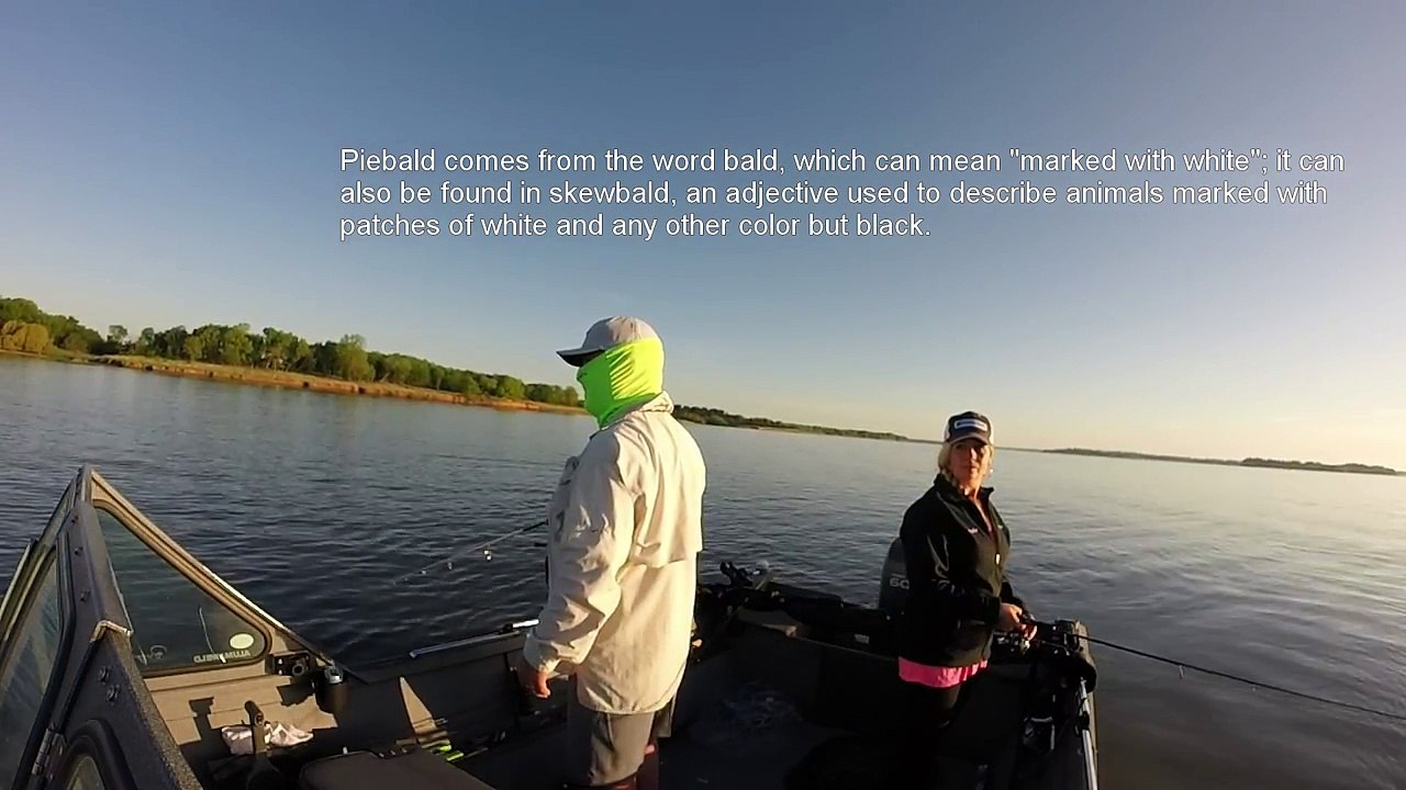 Piebald Blue Catfish / Kansas USA video Dailymotion