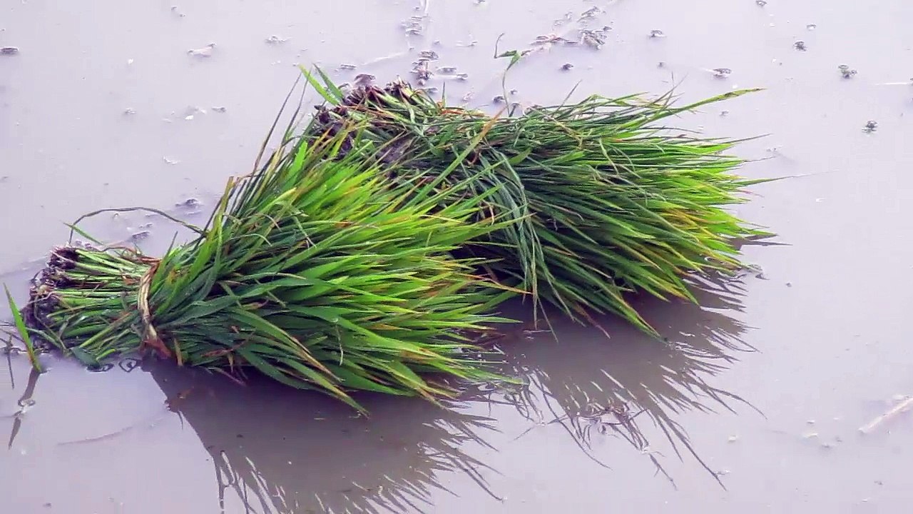 Paddy Cultivation in Bangladesh | Rice Cultivation