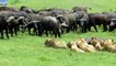 Lion vs Buffalow - 9 Lions try to kill a big buffalo