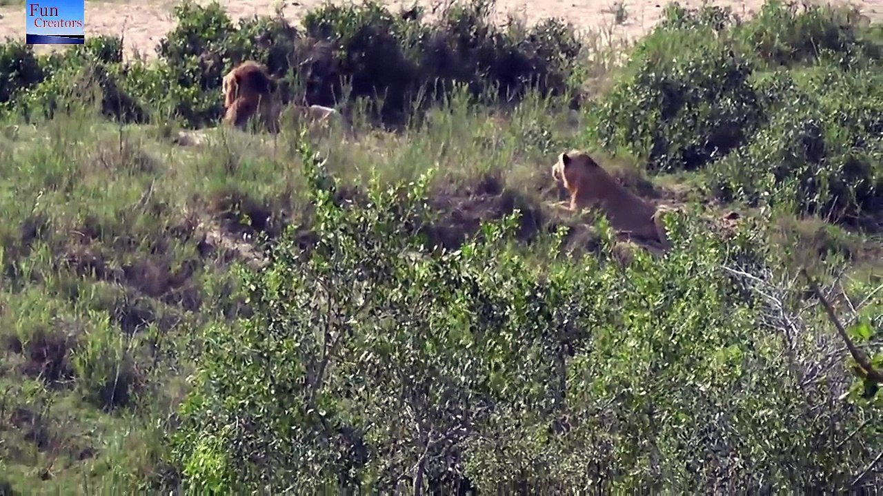 Lion vs Buffalow - 6