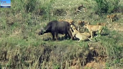 Lion vs Buffalow - 5 Lions try to kill a big buffalo