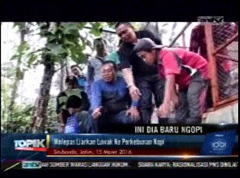 Surga Kopi Luwak di Situbondo, Jawa Timur