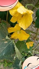 Green plant yellow flower