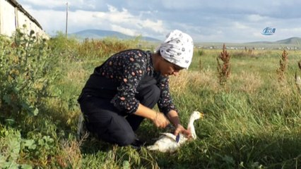 Kazlarıyla birlikte hayallerini toprağa gömdü