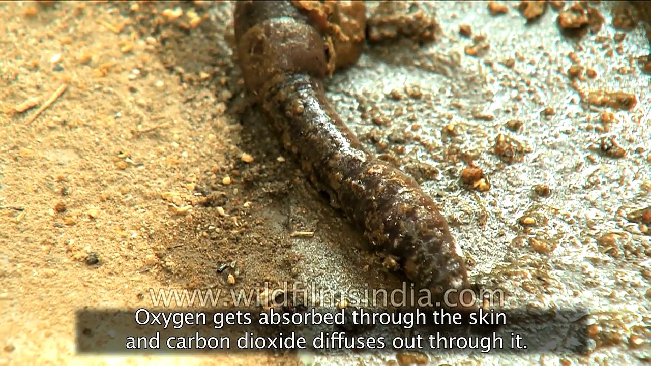 Earthworm A Farmer Friend