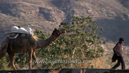 Rajasthani man leads his camel in Pushkar