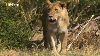 Enemigos Implacables Documental de Leones HD