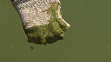 폭염으로 '대청호' 녹조 확산...충청권 식수도 위험 / YTN