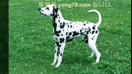 놀이터사이트 ◇【【 yong79。ＣOM 】】◇ 토토다이소