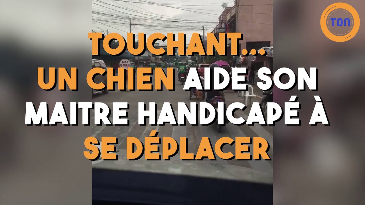 Touchant... un chien aide son maitre handicapé à se déplacer