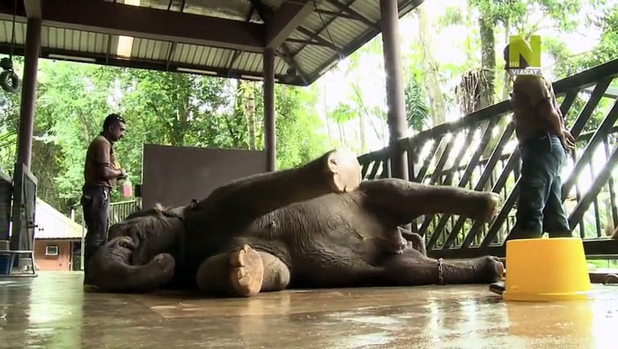 Animal Emergency S01E02