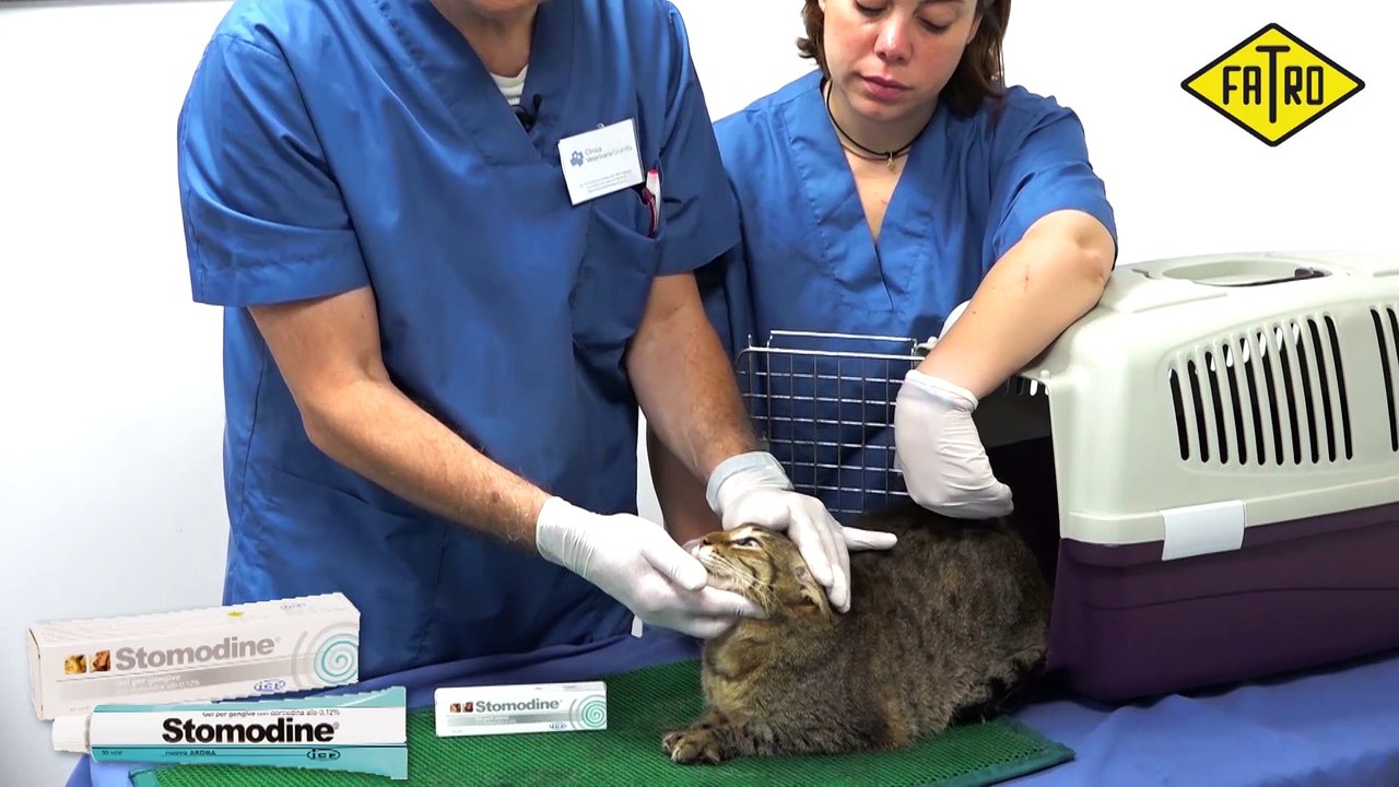 Ulceras en gatos. Extracción dientes gato.