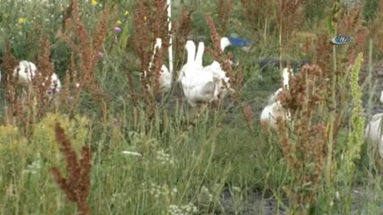 Kazlarıyla Birlikte Hayallerini Toprağa Gömdü