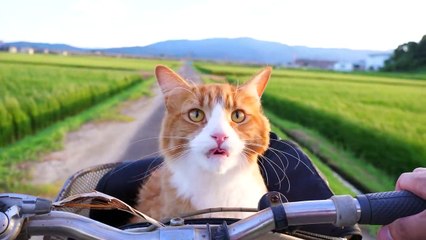 How I Trained My Cats