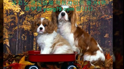 사설토토사이트 ◎【【 yong79。ＣOM 】】◎ 토토사이트