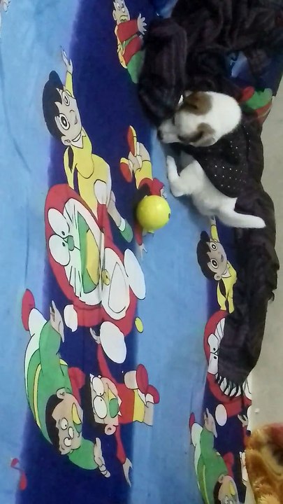 Dog funny video