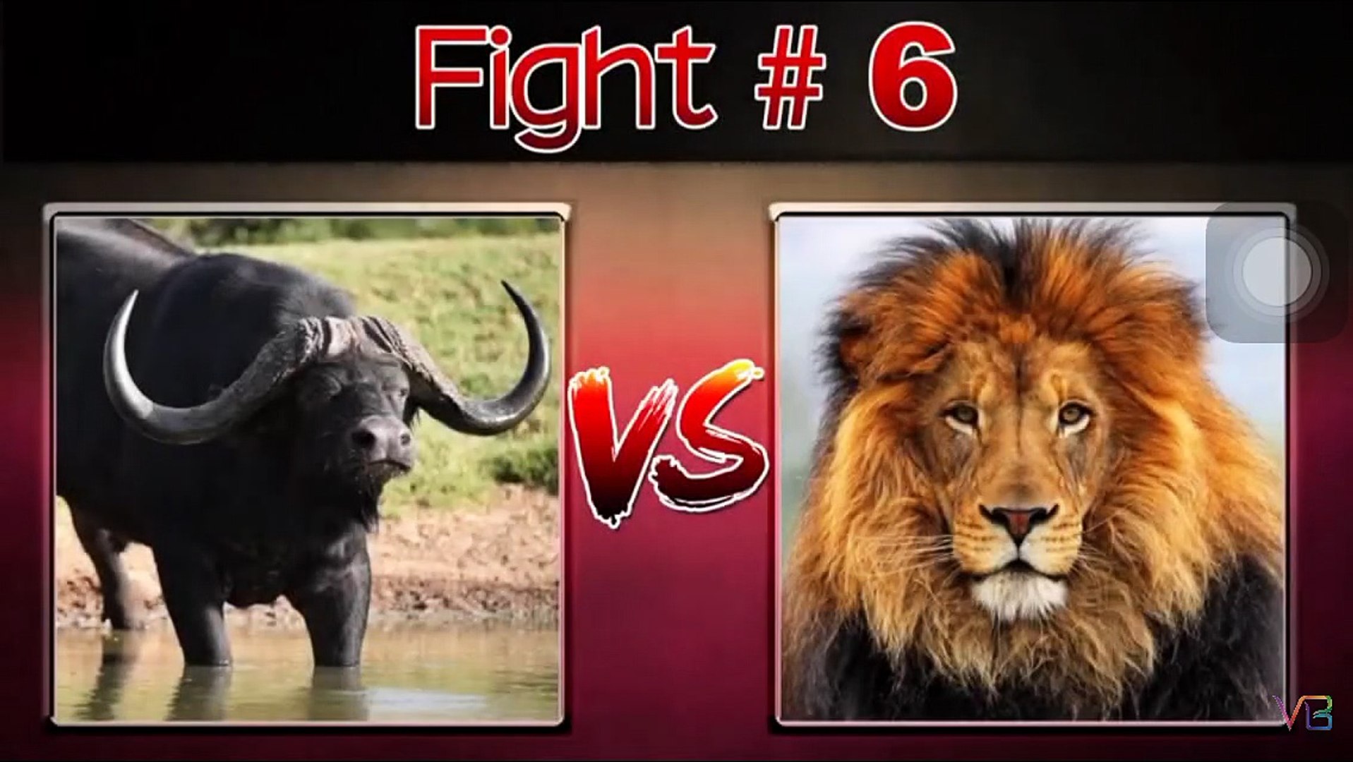 ⁣Top 10 Extreme Animals Fighting || Pets & Animals