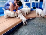 Cute golden retriever puppies enjoy their first swim