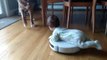 Funny Babies Riding Roombas | Cute Baby Compilation
