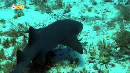 Some Useful Shark Safety Tips If You See A Shark At The Beach This Summer