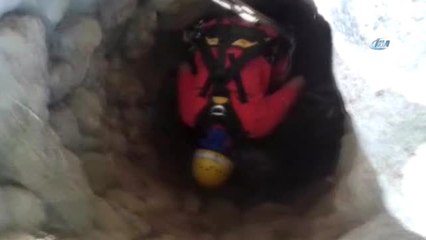 Bodrum Akut'dan Domuz Kurtarma Operasyonu