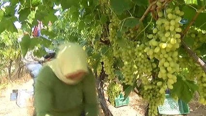 İhracat Şampiyonu Sultaniye Üzümünde Sezon Açıldı