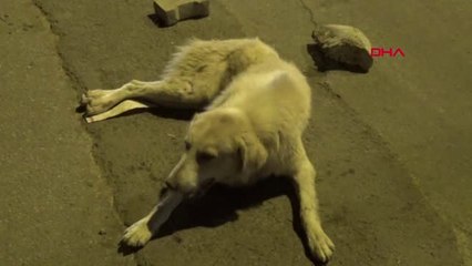 Tải video: Van Otomobil Çarpan Köpeğin Başından Ayrılmadılar Hd