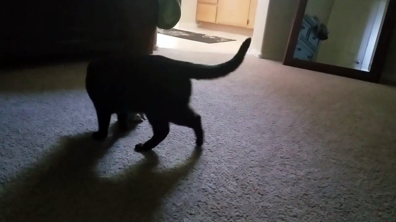 Cat brings home a friend