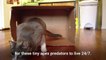 Why Cats Love Boxes So Much