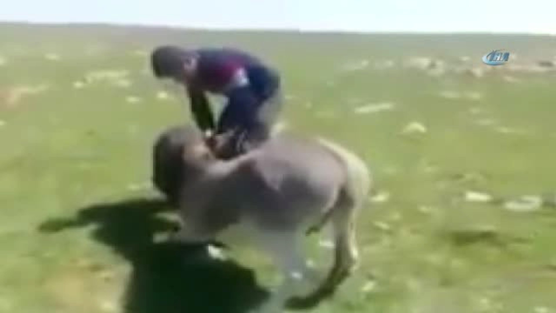 Kars'ta, Eşeğe İşkence Yaptılar - Dailymotion Video