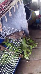 Jackson Starling Bird checking out his baby cage