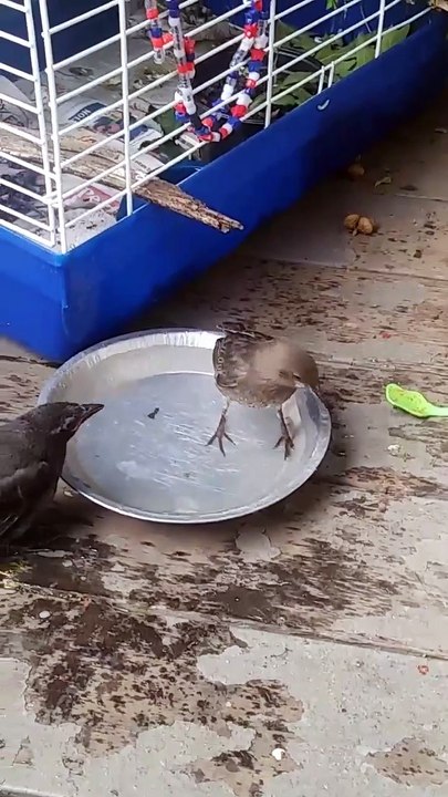 Edgar Grackle & Jackson Starling hangin out together :)