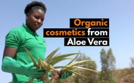 Senegal: Organic cosmetics from Aloe Vera