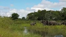 Un éléphant se fait mordre la trompe par un crocodile