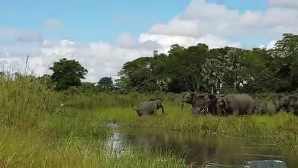 Tải video: Un éléphant se fait mordre la trompe par un crocodile