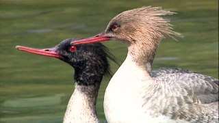 BTO Bird ID Goosander and Red breasted Merganser