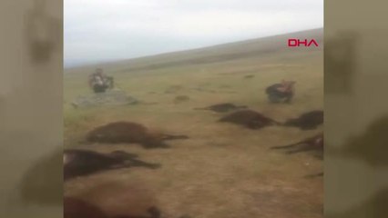 Iğdır Çoban, 74 Koyunun Telef Olduğu Yıldırımdan Şans Eseri Kurtulmuş Hd