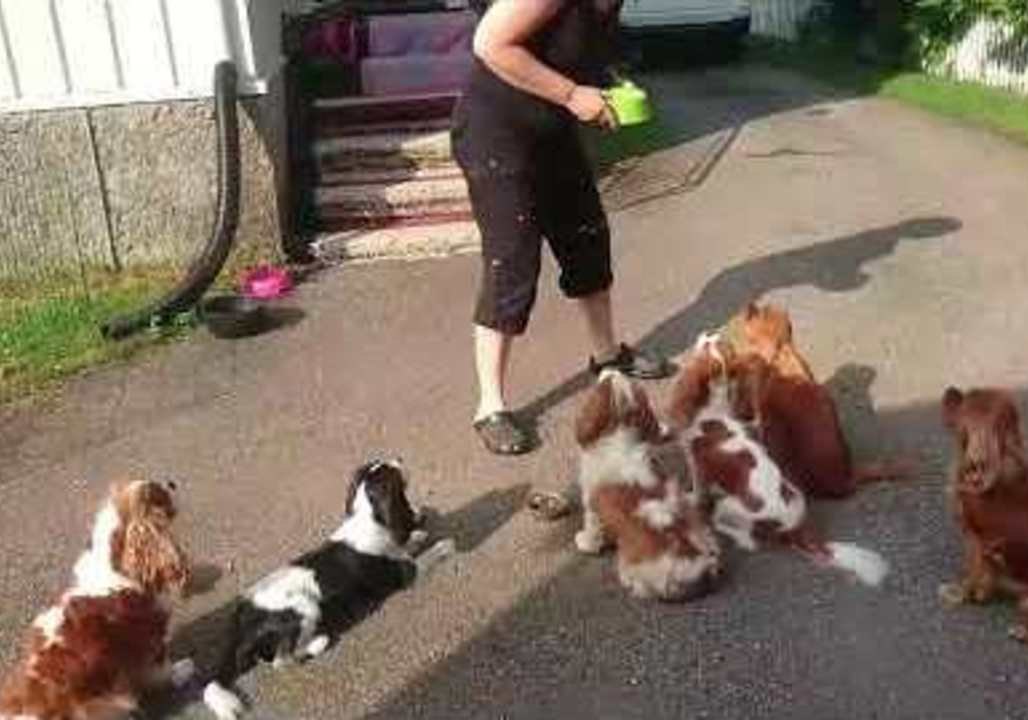 Well-behaved King Charles Doggos Politely Wait for Their Dinner