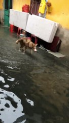 the dog thinks he is a fish