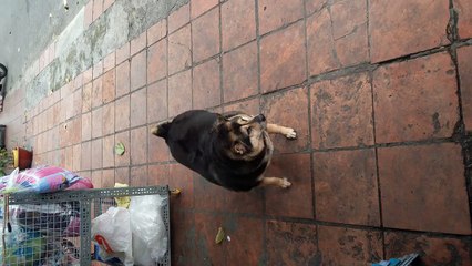 The dog ate so much that he could not walk