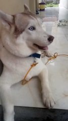 The dog is trying to speak human language