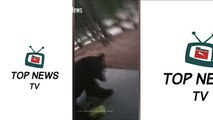 دب أسود شرس يهاجم شخصًا اعتقد أن كلبه يلعب خارج المنزل وخرج لتصويره