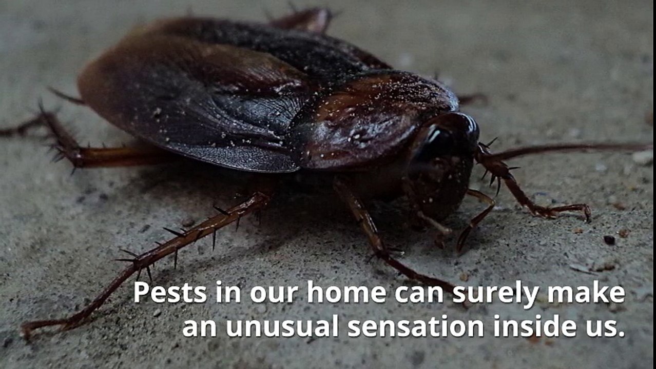 Cockroach Control in Abu Dhabi - National Emirates UAE