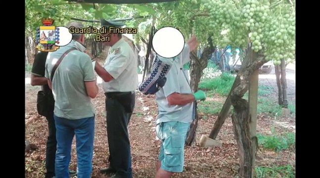 Caporalato: arresti e sequestri tra Bisceglie e Mola di Bari costretti a 13 ore di lavoro per un mese anche la notte - il video diffuso dalla Guardia di Finanza