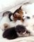 Funny cute cats playing with their Mom & New Born kitties