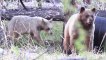 Cet ours charge 2 caméraman cachés dans un buisson en train de le filmer !