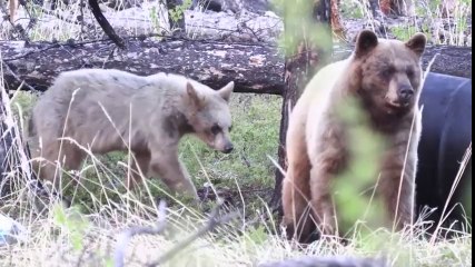 Cet ours charge 2 caméraman cachés dans un buisson en train de le filmer !