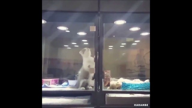 Un chaton trop mignon fait le mur pour aller voir son copain le chiot