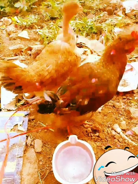 hens are watching