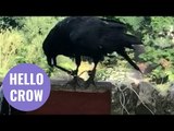 Unusual Video Captures Moment a Crow Greets a Walker